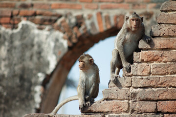 Monkeys (long-tailed macaques ) in Prang Sam Yot known as the Monkey Temple, An ancient temple ruins in Lopburi, Thailand