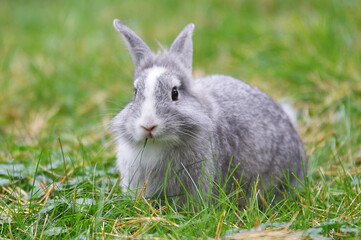 A gray rabbit is sitting on green grass. Close up.