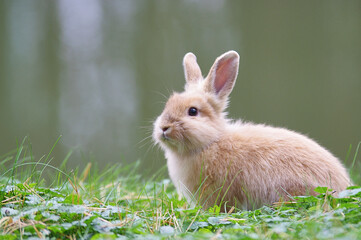 A light brown rabbit sits on green grass. From the right side.
