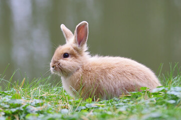 A light brown rabbit sits on green grass. Close up.