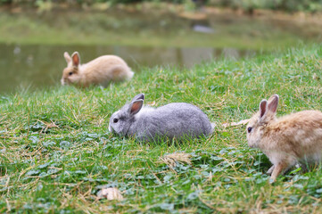 Three rabbits, two light brown and gray sitting on green grass. Focus on the gray rabbit.