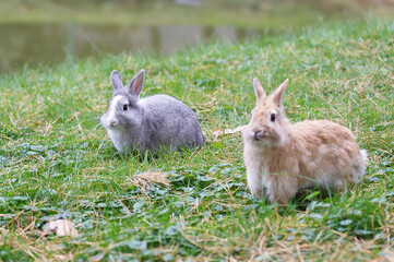 Two light brown and gray rabbits sit on green grass. Focus on the gray rabbit.