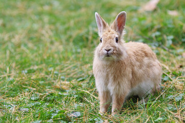 A light brown rabbit sits on green grass. Located on the right.