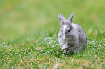 A gray rabbit is sitting on green grass. Located on the right.