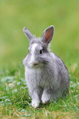 A gray rabbit is sitting on green grass. Vertical photo.