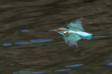 Obraz premium Eisvogel (Alcedo atthis)