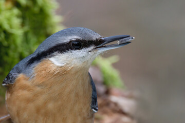 Kleiber (Sitta europaea) 