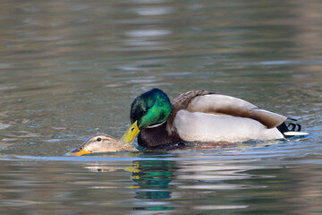 Stockente (Anas platyrhynchos)