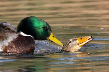 Stockente (Anas platyrhynchos)