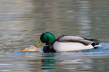 Stockente (Anas platyrhynchos)