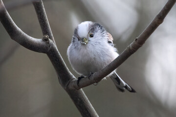 Schwanzmeise (Aegithalos caudatus)