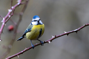 Blaumeise (Cyanistes caeruleu)