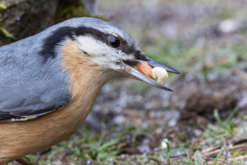 Kleiber (Sitta europaea) 