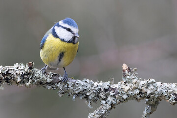 Obraz premium Blaumeise&nbsp;(Cyanistes caeruleu)