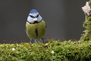 Blaumeise (Cyanistes caeruleu)