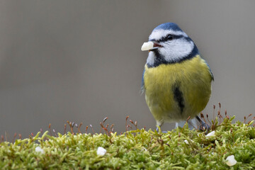 Blaumeise (Cyanistes caeruleu)