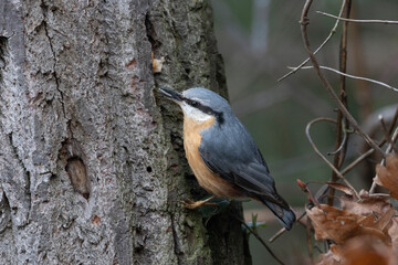 Kleiber (Sitta europaea) 