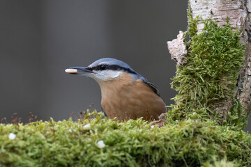 Kleiber (Sitta europaea) 