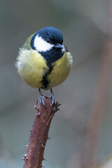 Kohlmeise (Parus major)