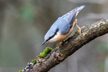 Kleiber (Sitta europaea) 