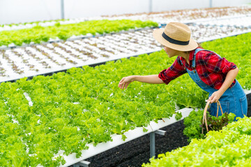 Happy young Asian woman gardener harvesting organic lettuce vegetable in basket at hydroponics system greenhouse garden. Modern small business salad farm owner and healthy food production concept.
