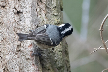 Tannenmeise (Periparus ater) 