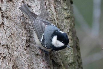 Tannenmeise (Periparus ater) 