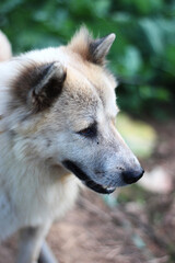 Image of Thai bang-kaew dog, close-up
