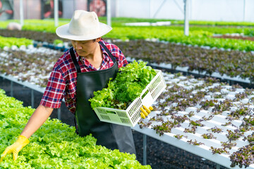 Naklejka na ściany i meble Happy Asian man gardener harvesting organic lettuce vegetable in white crate at hydroponics system greenhouse garden. Modern small business salad farm owner and healthy food production concept.