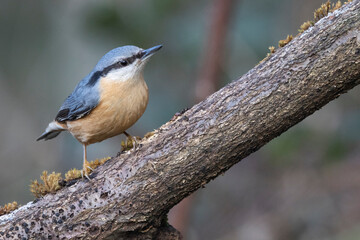 Kleiber (Sitta europaea) 