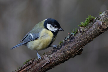 Kohlmeise (Parus major)