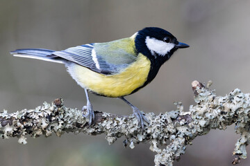 Kohlmeise (Parus major)