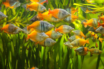 Boeseman's rainbowfish - Melanotaenia boesemani. Fish in the aquarium. Fish under water. Blur.