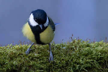 Kohlmeise (Parus major)