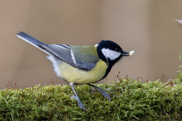 Kohlmeise (Parus major)