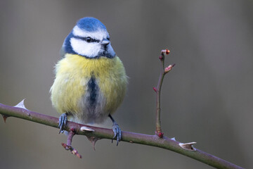 Blaumeise (Cyanistes caeruleu)