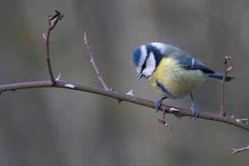 Blaumeise (Cyanistes caeruleu)