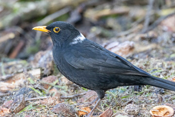 Amsel (Turdus merula)