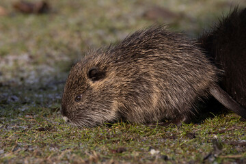 Nutria (Myocastor coypus)