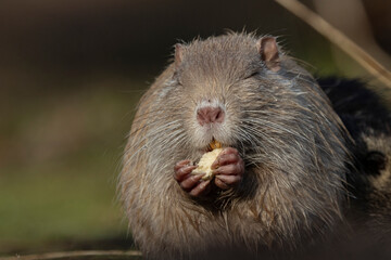 Nutria (Myocastor coypus)