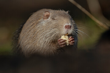 Nutria (Myocastor coypus)