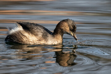 Zwergtaucher (Tachybaptus ruficollis)