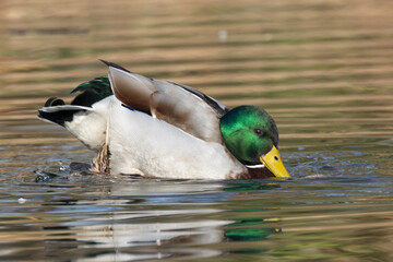 Stockente (Anas platyrhynchos)