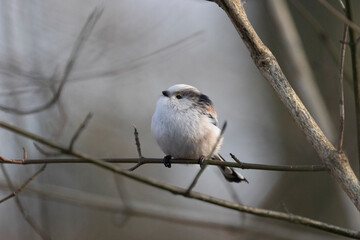 Schwanzmeise (Aegithalos caudatus)
