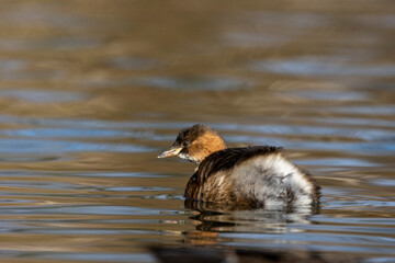 Zwergtaucher (Tachybaptus ruficollis)