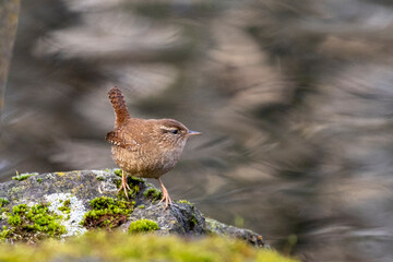 Zaunkönig (Troglodytes troglodytes)
