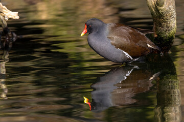 Teichhuhn (Gallinula chloropus)