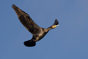 Kormoran (Phalacrocorax carbo)