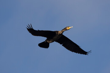 Kormoran (Phalacrocorax carbo)