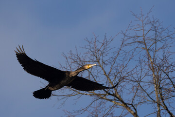 Kormoran (Phalacrocorax carbo)